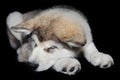 Sleeping puppy dog Royalty Free Stock Photo