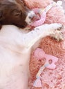 Sleeping puppy dog on pink bed teething Royalty Free Stock Photo