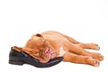 Sleeping puppy of dogue de bordeaux Royalty Free Stock Photo