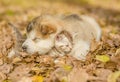 Sleeping puppy embracing kitten on autumn leaves Royalty Free Stock Photo