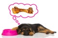 Sleeping puppy Royalty Free Stock Photo