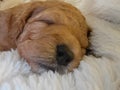 Sleeping puppy girl goldendoodle merle Goldendoodles breed