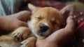 Sleeping puppy held in hands