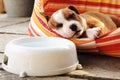 Sleeping puppy in the nest Royalty Free Stock Photo