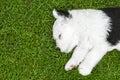 Sleeping bobtail puppy 