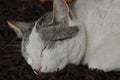 The sleeping and purring cat. Pet. Rest Royalty Free Stock Photo