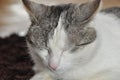 The sleeping and purring cat. Pet. Royalty Free Stock Photo