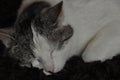 The sleeping and purring cat. Pet. Rest Royalty Free Stock Photo