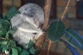 Sleeping Queensland koala