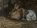 Sleeping rabbit couple brown and white animals