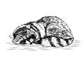 sleeping raccoon, black and white sketch
