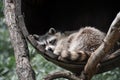 Sleeping racoon dog in tun