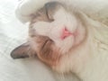 Sleeping ragdoll cat with paw on head Royalty Free Stock Photo