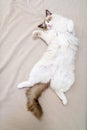 Sleeping Ragdoll Kitten Royalty Free Stock Photo