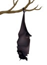 Sleeping realistic vector black fruit bat Pteropus Alecto
