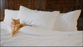 Sleeping red cat in a bed Royalty Free Stock Photo