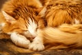 Sleeping red cat Royalty Free Stock Photo