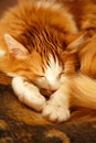 Sleeping red cat Royalty Free Stock Photo