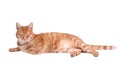 Sleeping red cat on white background Royalty Free Stock Photo