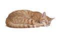 Sleeping red cat on white background Royalty Free Stock Photo