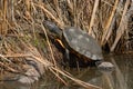 Sleeping red-eared slider turtle Royalty Free Stock Photo