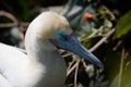 Sleeping Red-Footed Booby Royalty Free Stock Photo