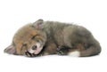 Sleeping red fox cub Royalty Free Stock Photo