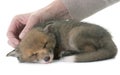 Sleeping red fox cub Royalty Free Stock Photo