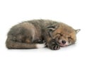 Sleeping red fox cub Royalty Free Stock Photo