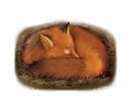 Sleeping red fox in its hole Royalty Free Stock Photo