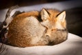 Sleeping red fox on snow Royalty Free Stock Photo
