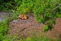 Sleeping Red Fox (Vulpes vulpes) Royalty Free Stock Photo