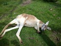 Sleeping Red kangaroo Australia