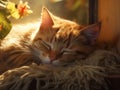 Sleeping red kitten, warm sun rays. Healthy sleep in a cozy atmosphere