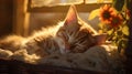 Sleeping red kitten, warm sun rays. Healthy sleep in a cozy atmosphere