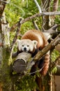 Sleeping Red Panda