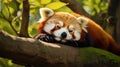 Sleeping Red Panda (Ailurus fulgens). Funny cute animal image of a red panda. Generative AI Royalty Free Stock Photo