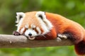 Sleeping Red Panda: Funny and Cute Animal Image.