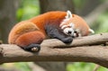 Sleeping Red Panda: Funny and Cute Animal Image.