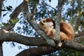 Sleeping Red Panda Royalty Free Stock Photo