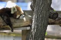 Sleeping red panda Royalty Free Stock Photo