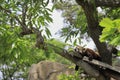 Sleeping red panda Royalty Free Stock Photo