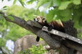 Sleeping red panda Royalty Free Stock Photo