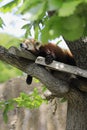 Sleeping red panda Royalty Free Stock Photo