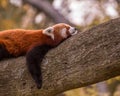 Sleeping red panda