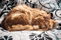 Sleeping red persian cat Royalty Free Stock Photo