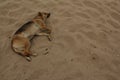 Sleeping relaxed dog on the beach sand Royalty Free Stock Photo