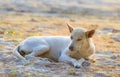 Sleeping relaxed dog on the beach sand Royalty Free Stock Photo