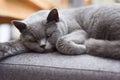 Sleeping restful cat waking up from a nap on favorite chair at home