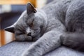 Sleeping restful cat waking up from a nap on favorite chair at home